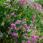 Fleurs - Pois Vivace Varié - face recto